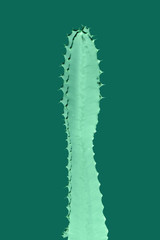 Beautiful colorful modern design cactus 