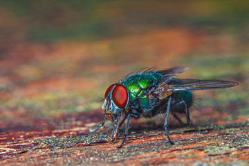 Green fly close-up on a wooden background