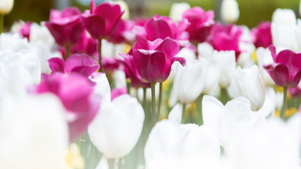 Beautiful pink and white Tulips flower. Growing flowers in spring