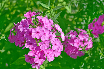 Colorful phlox flowers on a background of the autumn landscape