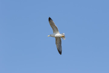 European herring gull (Larus argentatus), Auvergne, France.