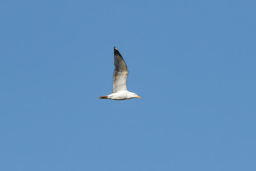 European herring gull (Larus argentatus), Auvergne, France.