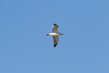 European herring gull (Larus argentatus), Auvergne, France.