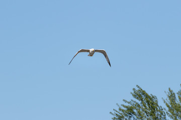European herring gull (Larus argentatus), Auvergne, France.