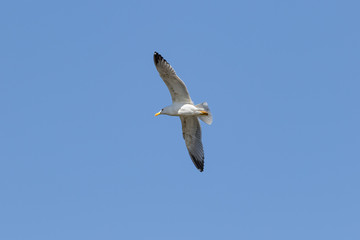 European herring gull (Larus argentatus), Auvergne, France.