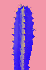 Beautiful colorful modern design cactus 