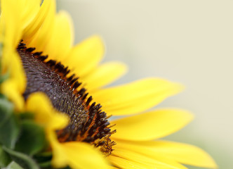 Sunflower in summer with pollen