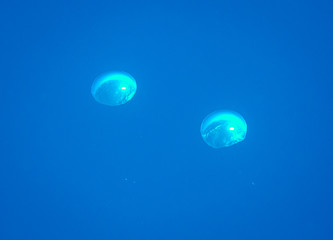 Air bubbles ascending to the surface in salt water