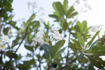 Fototapeta premium Sweet scent from white Plumeria flowers in the garden