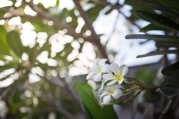 Sweet scent from white Plumeria flowers in the garden