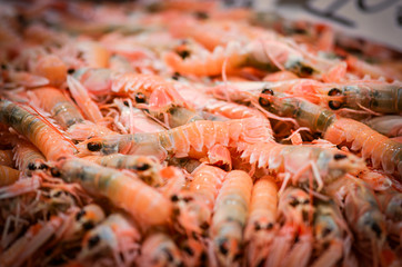 fresh seafood within the fish market in Spain - octopus, shells, shrimps, fish, oysters, lobster 