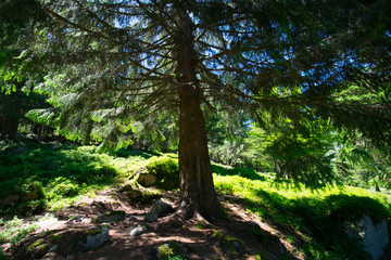 Waldidylle in den Vogesen nahe des LAc vert