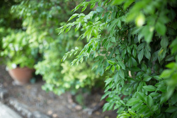 Green bushes background with fresh leaves texture