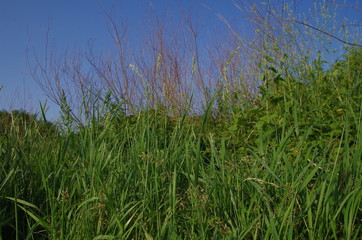 Gras