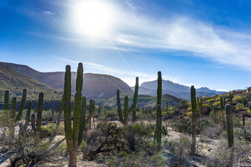 Fototapeta na wymiar cactus in Baja California, Mexico