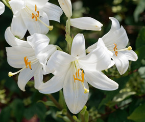 Lys de la Madone ou lis candide (Lilium candidum) aux pétales blanc pur en forme de trompettes avec de longues étamines jaunes