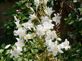 Lys de la Madone ou lis candide (Lilium candidum) aux pétales blanc pur en forme de trompettes avec de longues étamines jaunes