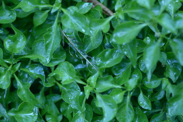 green leaves of salad