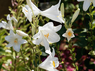Lys de la Madone ou lis candide (Lilium candidum) aux pétales blanc pur en forme de trompettes...