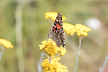 ヒメアカタテハ　千葉県八千代市