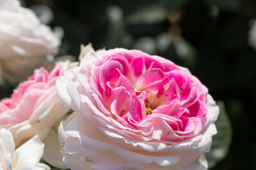 バラの花　千葉県八千代市