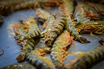 fresh seafood within the fish market in Spain - octopus, shells, shrimps, fish, oysters, lobster 