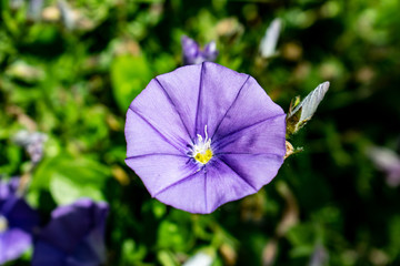 purple flower