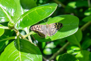 butterfly on a green leaf