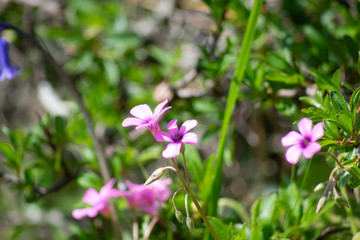 purple flowers in the garden