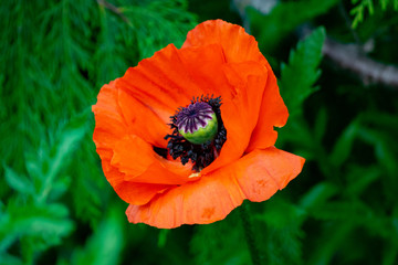 poppy in field