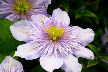 purple flower in the garden