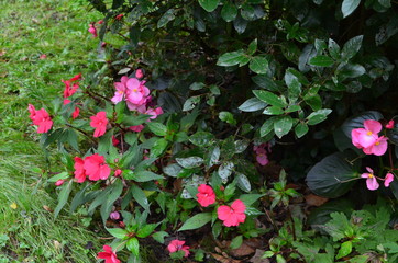 pink flowers in the garden