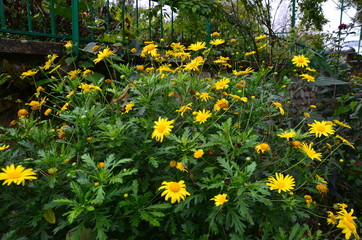 field of yellow flowers