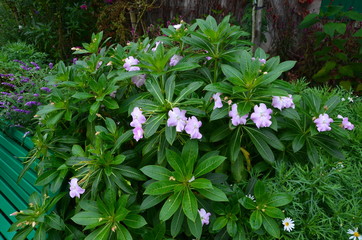 flowers in the garden