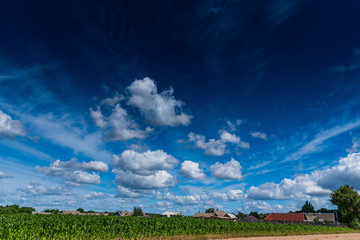 White clouds in the blue sky over a field of corn.