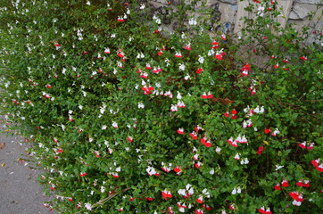 red flowers in the garden