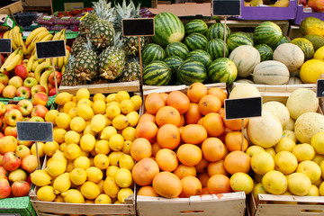 Houseplant Anthurium Andre Philodendron Species Accordion dracaena  with big green leaves luminous in the sun rays against a gray wall in a pink purple flower pot. Organic botany flower sprout at home