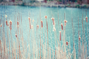 Beautiful long wild bulrush wetland grass-like plant in lake river water. Pale light faded pastel tones. Artistic amazing spring summer nature. Natural background with copyspace