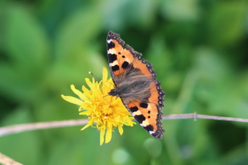 A cute little butterfly landing on a flower