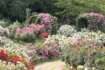 バラの花　千葉県八千代市