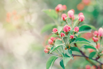 Beautiful macro of pink red small wild apple cherry buds on tree branches with light green leaves. Pale faded pastel tones. Amazing spring nature. Natural floral background with copyspace.