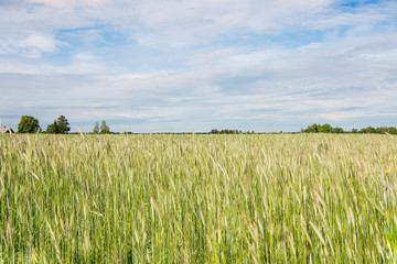 Golden-green rye field on sunny summer day.