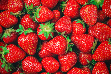 many red ripe strawberries with green stalks - background