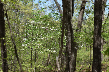 Missouri Ozark Spring: Dogwood in Bloom 3