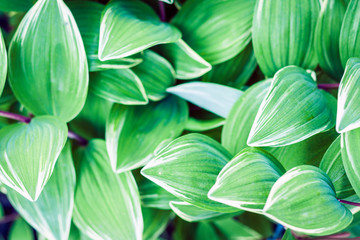 Obraz premium green leaves texture background, plants in a garden.