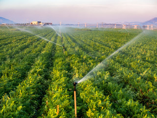irrigation of a field with crops at sunset on a summer day. Israel - obrazy, fototapety, plakaty