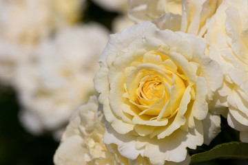 バラの花　千葉県八千代市