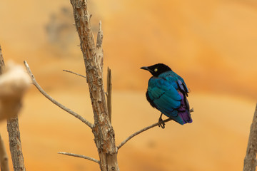 Asian glossy starling bird (Aplonis panayensis) perched on a dry branch with orange background.