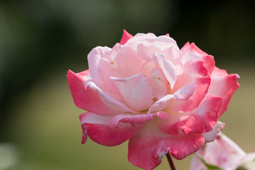 バラの花　千葉県八千代市