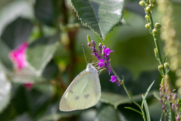 モンシロチョウと紫色の花　千葉県八千代市
